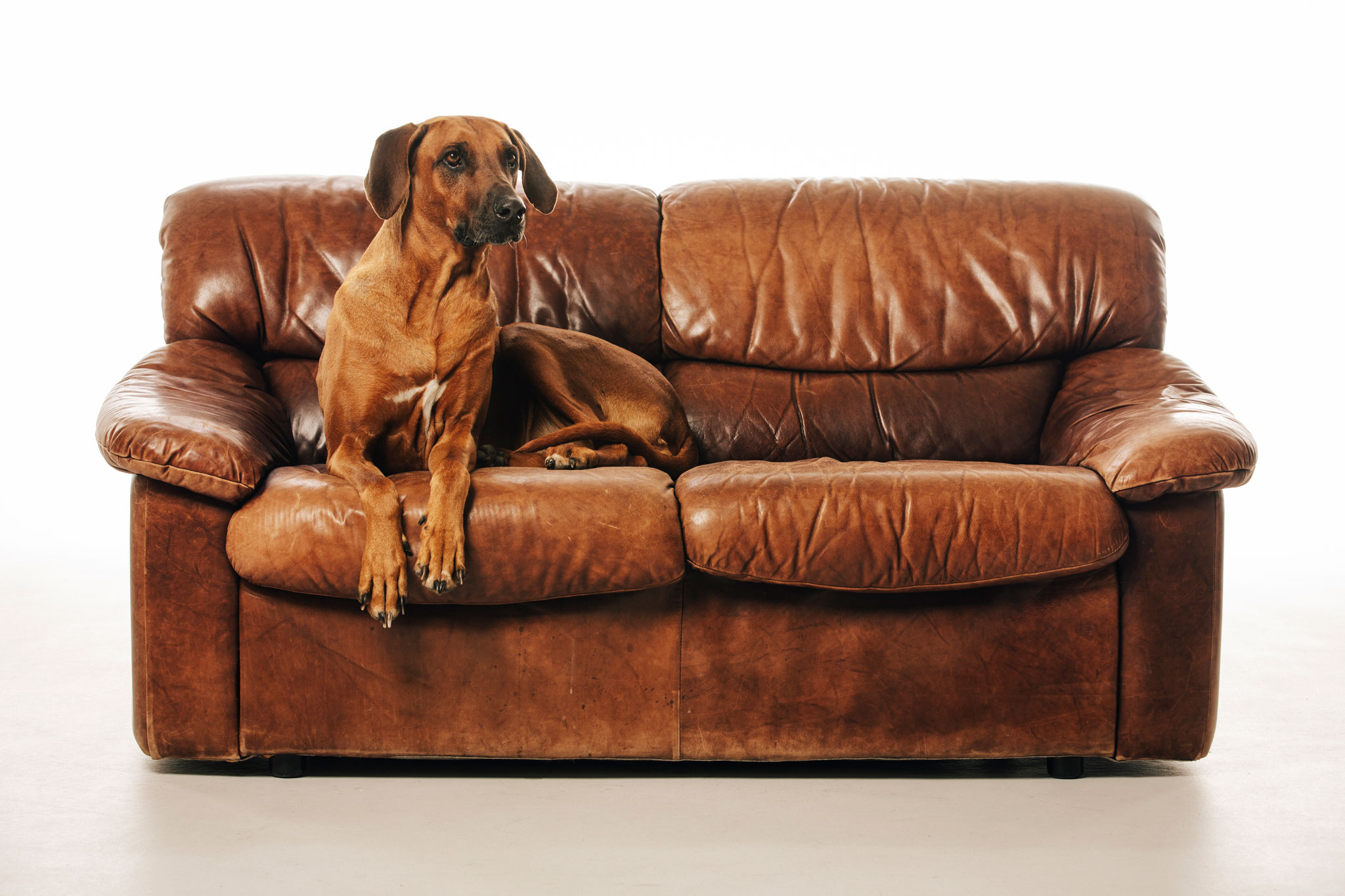 hund_sofa