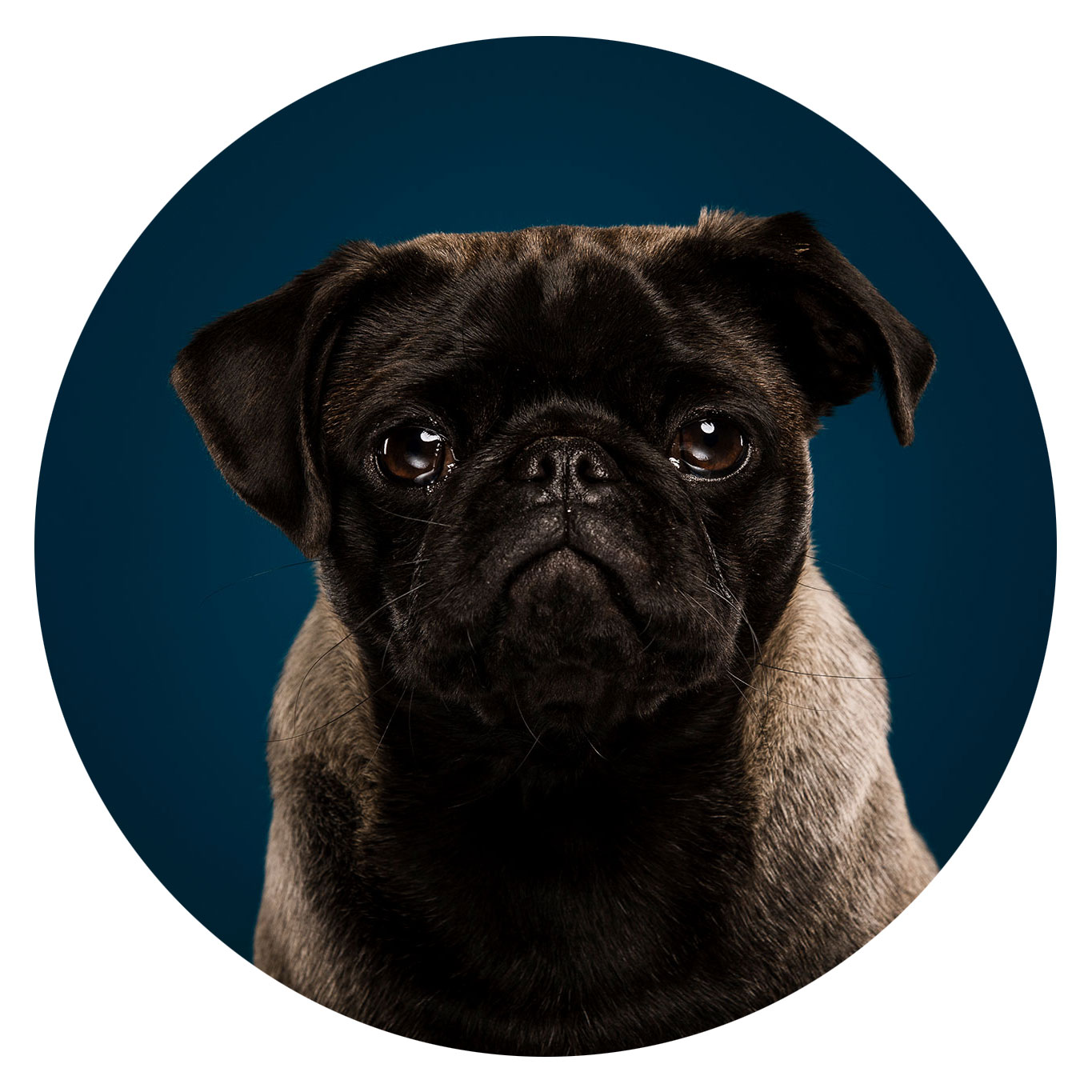 rundes Bild von Mops