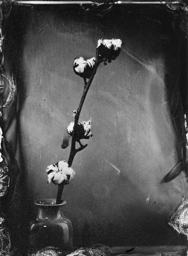 Nassplatte, Schwarz-Weiß, Stillleben von einem Bauwollzweig in einer Vase