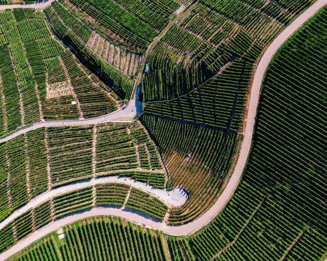 Drohnenaufnahme, Landschaft, Weinberg im Streiflicht
