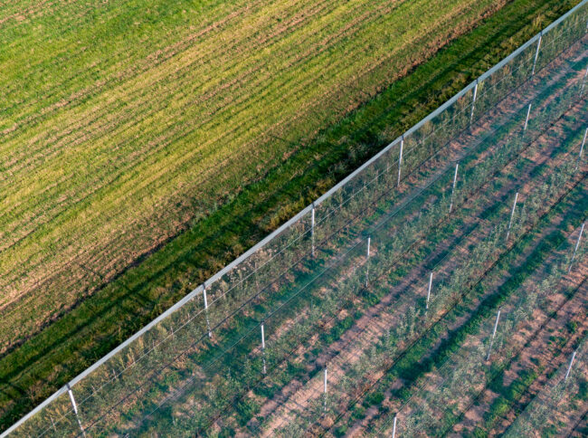 Drohnenaufnahme, Landschaft, Obstplantage und Wiese