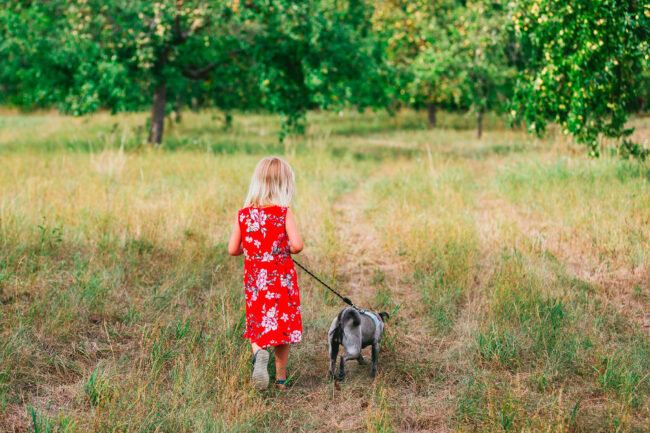Portrait, Outdoor, Mädchen in rotem Kleid mit Mops Hund an der Leine auf Wiese, mit Rücken zur Kamera
