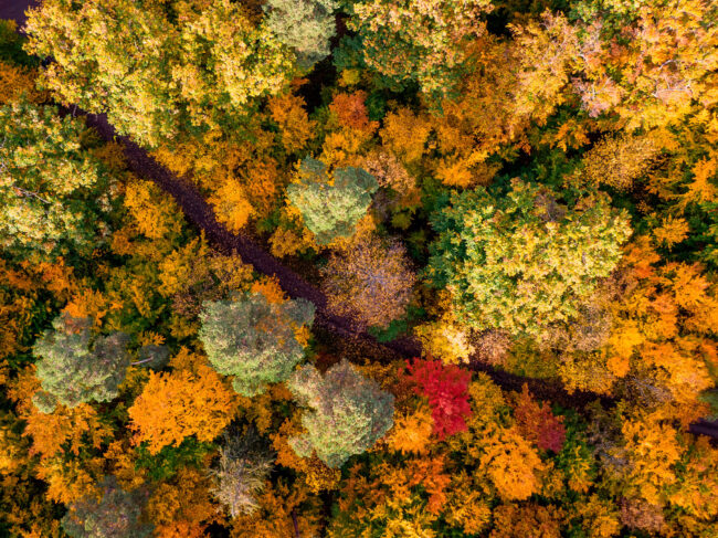 Drohnenaufnahme, Landschaft, Herbstwald mit bunten Laubbäumen und einem Waldweg