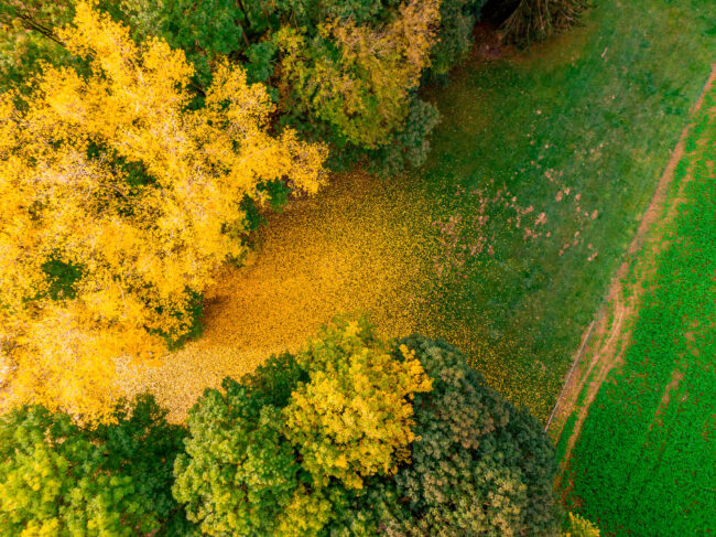 Drohnenaufnahme, Landschaft, Herbst Wald mit gelben Laubbäumen, mit gelben Laub bedeckte Wiese