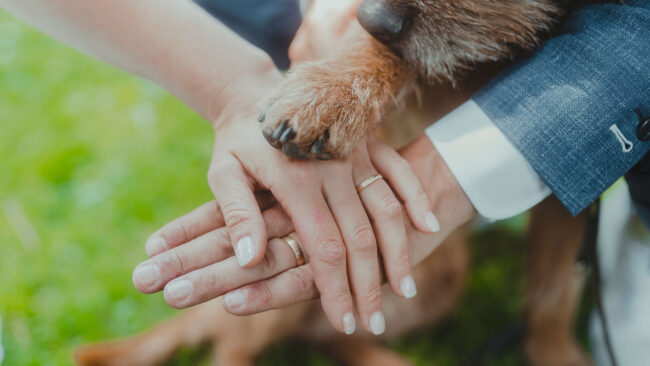Hochzeit, Detailaufnahme, Hände des Brautpaars und Hundepfote