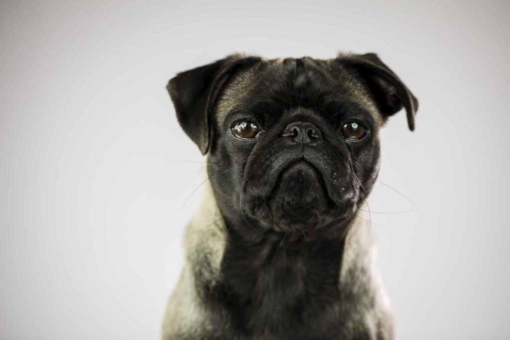 Ein Portraet eines schwarzen Mopses vor neutralem Hintergrund.