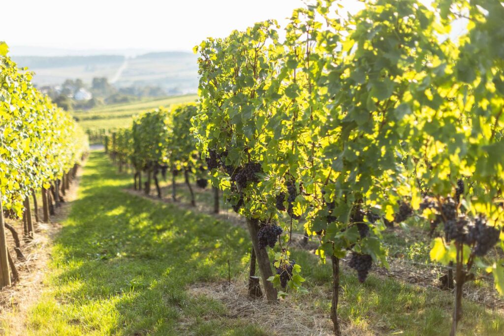 Reihen von Weinreben im Sonnenlicht auf einem Weinberg