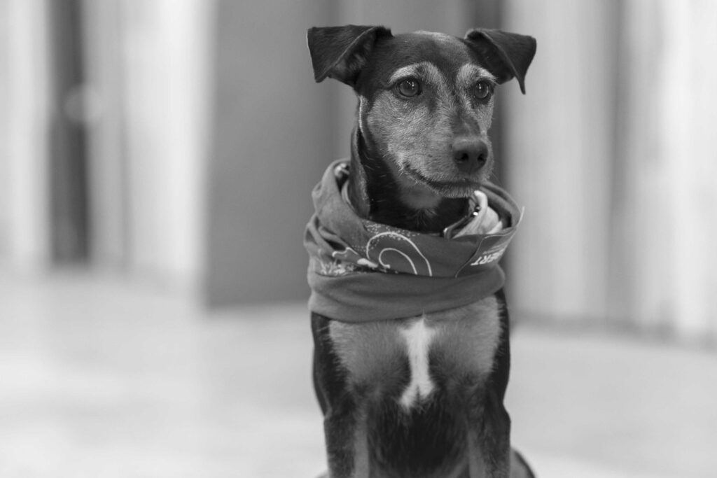 Ein Hund mit rotem Halstuch sitzt in einer Werkstattumgebung.